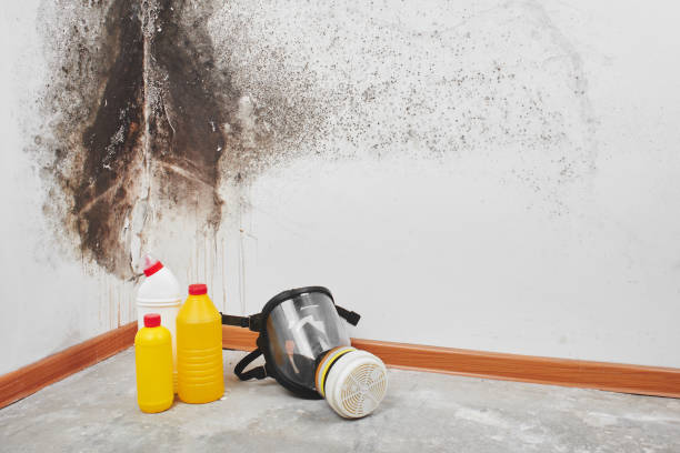 Best Same-Day Mold Removal  in Bowie, TX