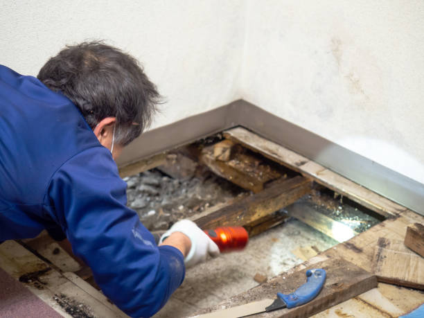 Best Mold Testing  in Bowie, TX