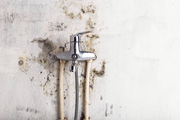 Best Mold Damage Repair  in Bowie, TX