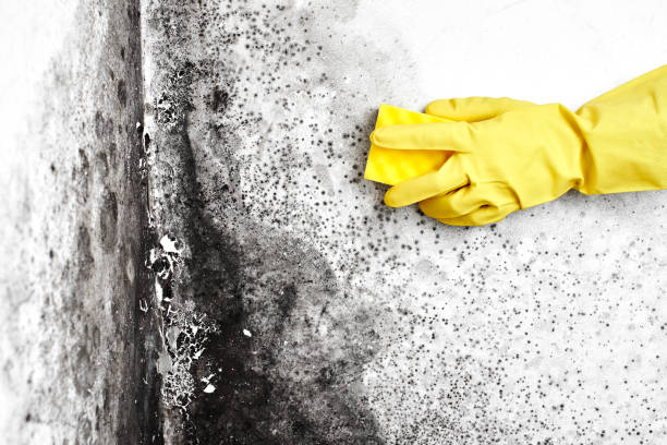 Best Mold Removal Company Near Me  in Bowie, TX