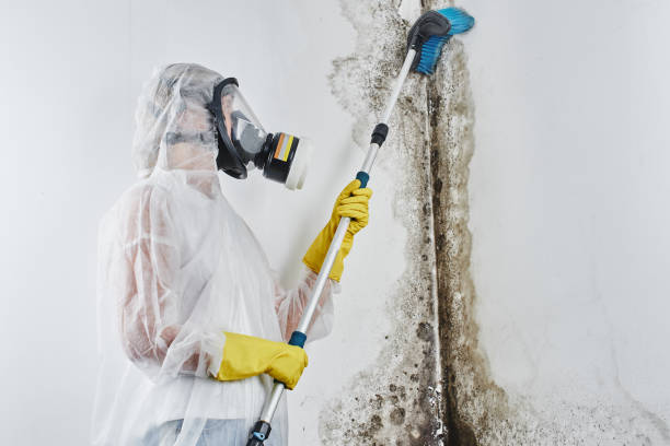 Best Professional Mold Removal  in Bowie, TX