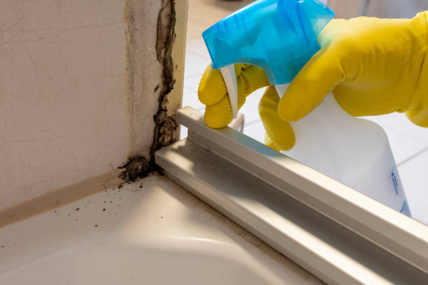 Mold Removal and Inspection in Bowie, TX