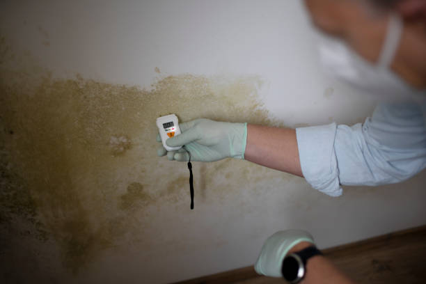 Best Certified Mold Removal  in Bowie, TX
