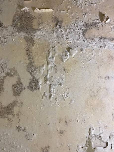 Best Professional Mold Removal  in Bowie, TX