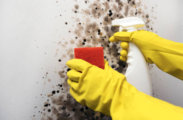 Trusted Bowie, TX Mold Removal Experts