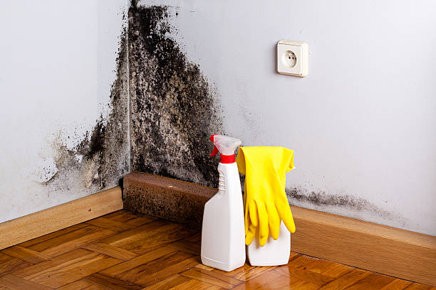 Best Residential Mold Removal  in Bowie, TX