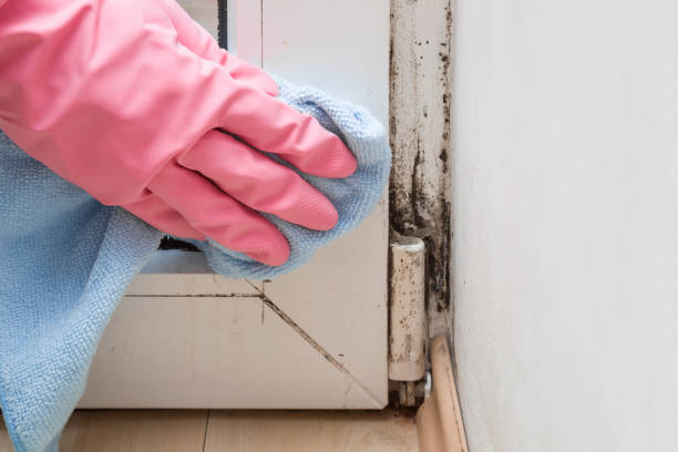 Best Mold Testing  in Bowie, TX
