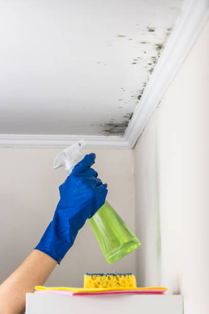 Best Affordable Mold Removal  in Bowie, TX