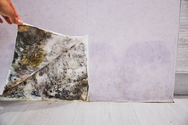 Best Home Mold Removal  in Bowie, TX